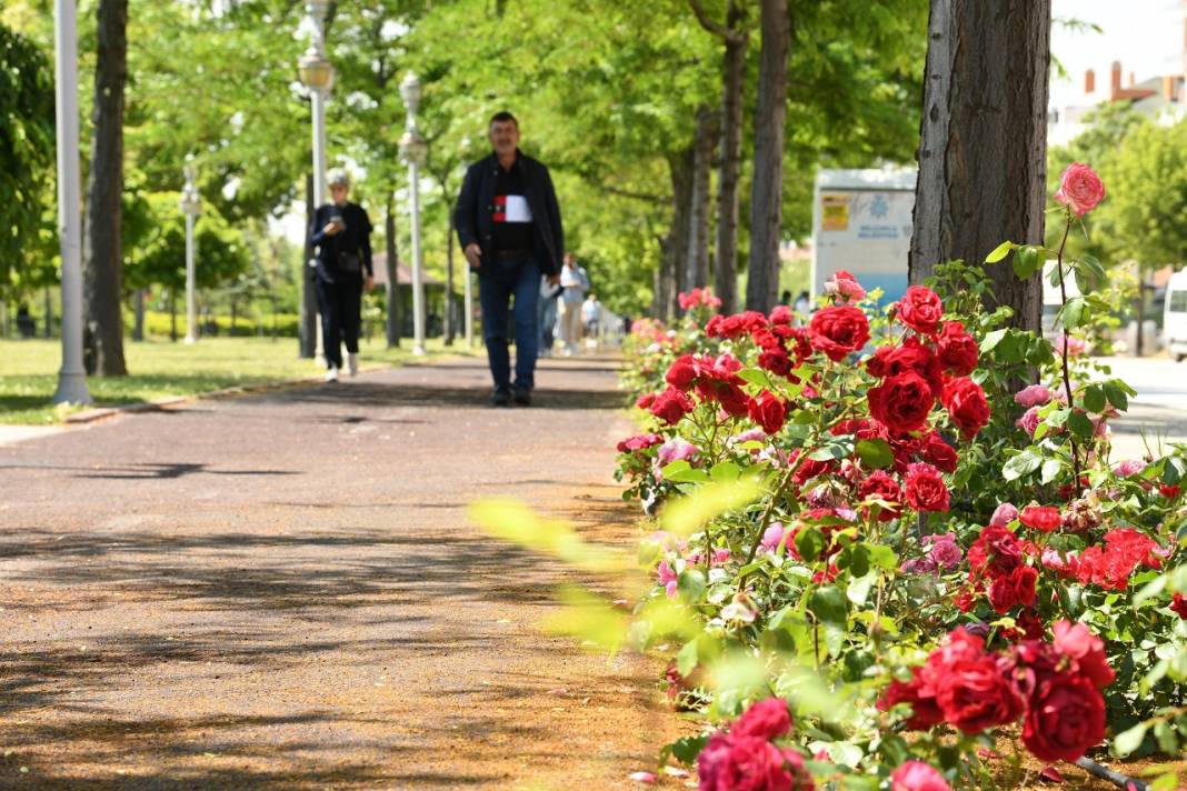 1,8 milyon çiçek, açtı: İşte göz kamaştıran Konya park ve caddeleri 4
